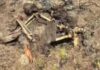 Ossada humana é encontrada amarrada em área de mata de Cacau Pirêra no AM