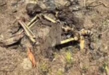 Ossada humana é encontrada amarrada em área de mata de Cacau Pirêra no AM