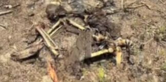 Ossada humana é encontrada amarrada em área de mata de Cacau Pirêra no AM