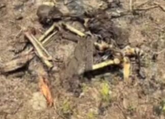Ossada humana é encontrada amarrada em área de mata de Cacau Pirêra no AM
