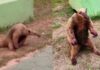 Vídeo: Vítima das queimadas, tamanduá-mirim é visto com patas queimadas no Amazonas