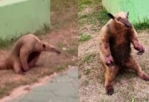 Vídeo: Vítima das queimadas, tamanduá-mirim é visto com patas queimadas no Amazonas