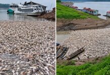 Mortandade de peixes preocupa moradores da Vila do Jacaré durante estiagem no Amazonas