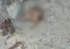Cachorro morre de fome após suposta falta de alimentação e tutor acaba preso por maus-tratos em Manaus
